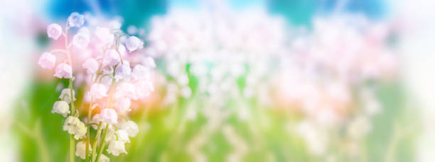 flowers lily of the valley