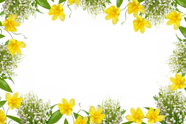 fleur de printemps - daffodil bouquet isolated on white petal photos et images de collection