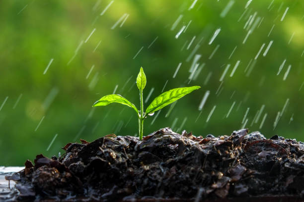 istock Close-Up Of Fresh Plants In Water 931336676