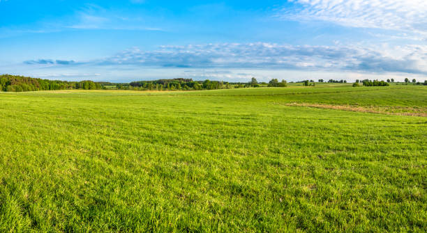 istock Green field, panorama of meadow with grass in spring 931337380