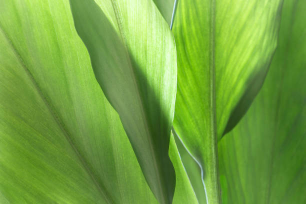 istock The green leaf nature background show in texture and pattern of line for creative layout. 931337448