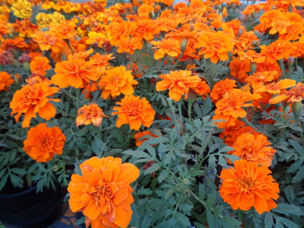 istock Flower marigold picture 931338292