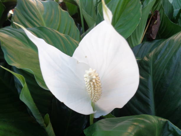 istock White calla lily flower with green leaves 931338604