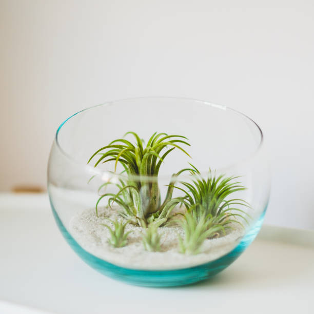 Tillandsia, air plant Tillandsia, air plant air plant stock pictures, royalty-free photos & images