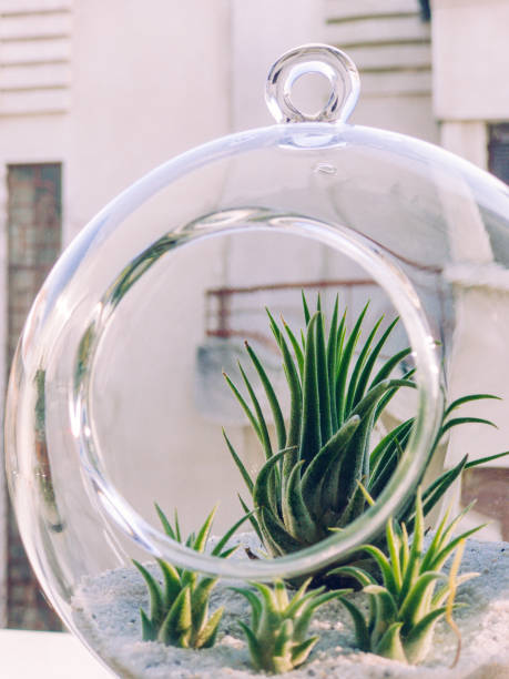Tillandsia, air plant Tillandsia, air plant air plant photos stock pictures, royalty-free photos & images