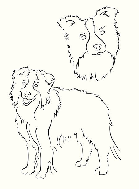 border-collie design - scribble inks on paper black art stock-grafiken, -clipart, -cartoons und -symbole