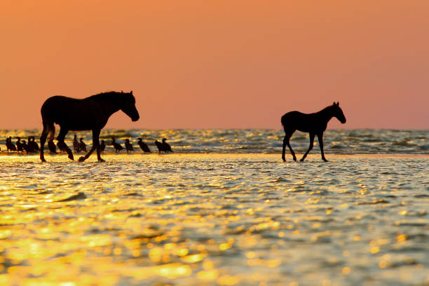 istock Sunrise with a birds and horses 931347412