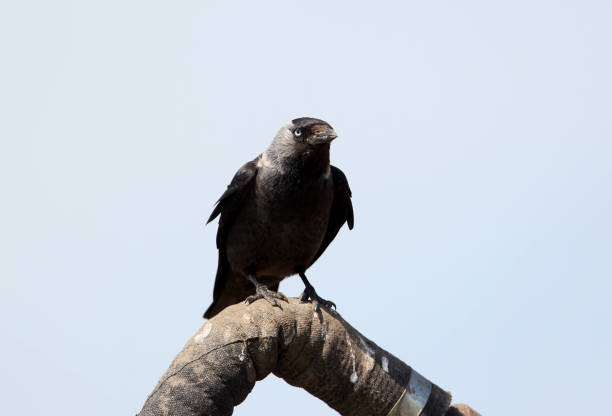 Jackdaw on a roof with plant material for its nest