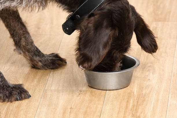 istock dog eating food from a bowl 931348686
