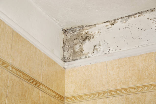 mold in bathroom stock photo