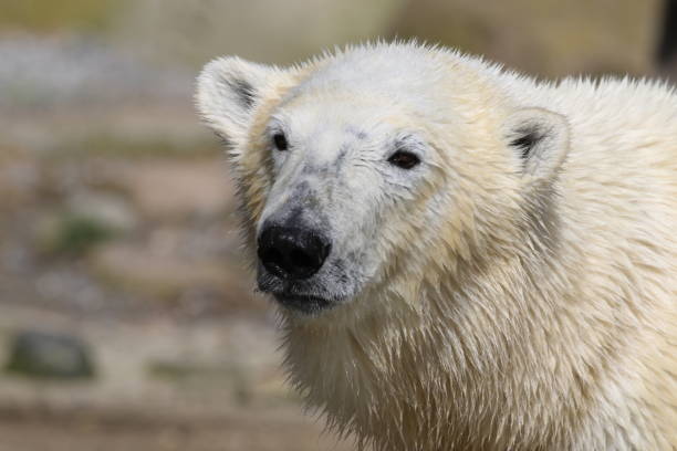 istock Close-Up Of Polar Bear 931352008