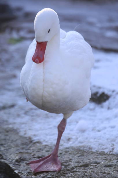 istock Close-Up Of Duck At Lakeshore 931352772