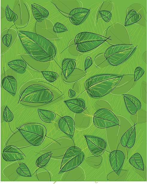 leaf tło - twig drawing chlorophyll plant stock illustrations