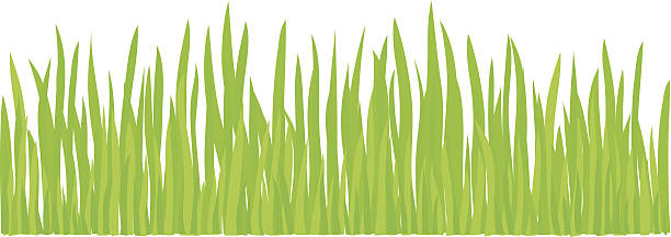 Growing Grass (+jpg in ZIP) vector art illustration