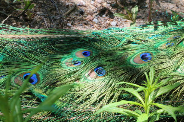 istock Close-Up Of Peacock Feather 931355830