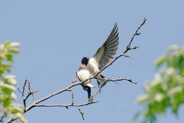 istock Low Angle View Of Birds Perching On Tree Against Clear Sky 931356096
