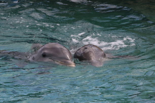 istock Dolphins Swimming In Lake 931356630