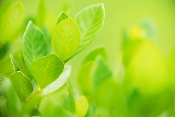 istock Closeup nature view of green leaf 931357622