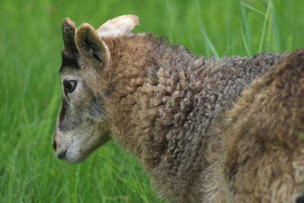 istock Close-Up Of Sheep On Field 931363062