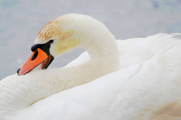 istock Close-Up Of White Swan 931365442