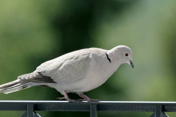 istock Close-Up Of Bird Perching On Railing 931368674