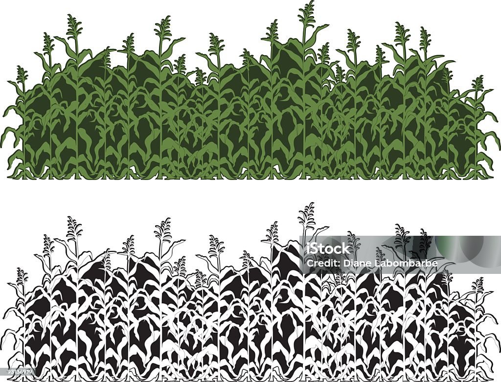 Corn Field - arte vectorial de Maíz - Zea libre de derechos