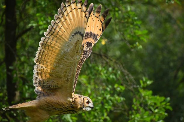 istock Close-Up Of Owl Flying Against Trees 931369222