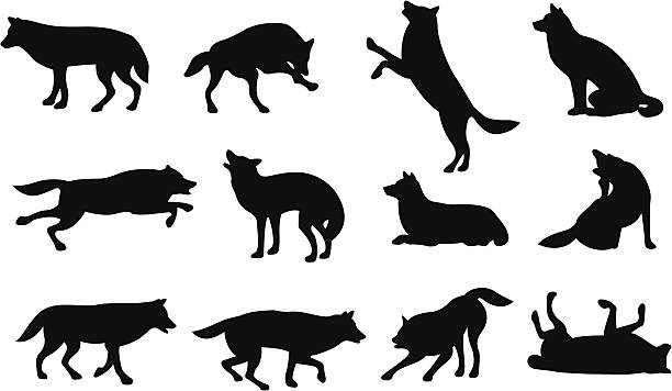 Graphic silhouettes of wolves in different positions vector art illustration