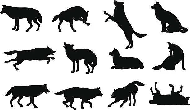 Vector illustration of Graphic silhouettes of wolves in different positions