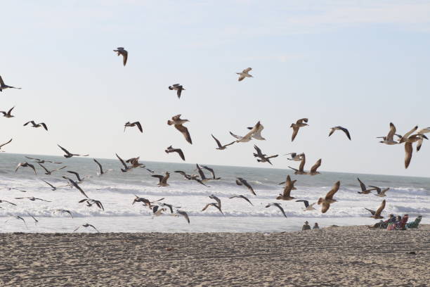 istock Flock Of Seagulls Flying Over Beach Against Sky 931369816