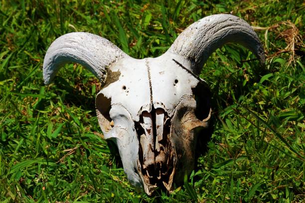 istock Close-Up Of Animal Skull 931370102