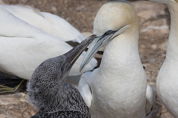 istock Juvenile and adult northern gannet 93137221