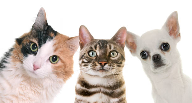 istock cats and chihuahua 931375702