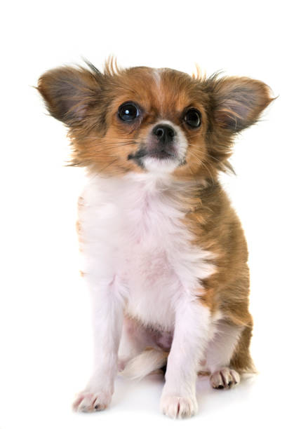 istock puppy chihuahua 931376306
