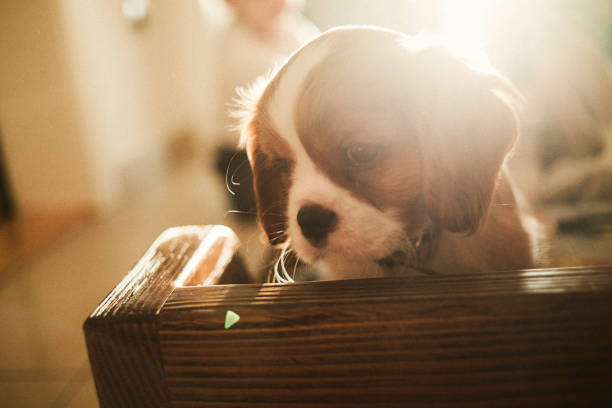 portrait of a cavalier king Charles spaniel
