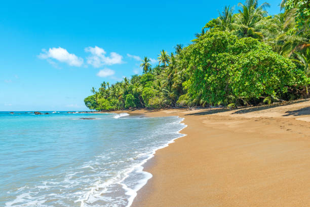 코스타리카 플라주 - costa rica beach palm tree tree 뉴스 사진 이미지