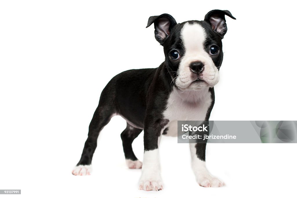 Boston Terrier Chiot - Photo de Chiot libre de droits