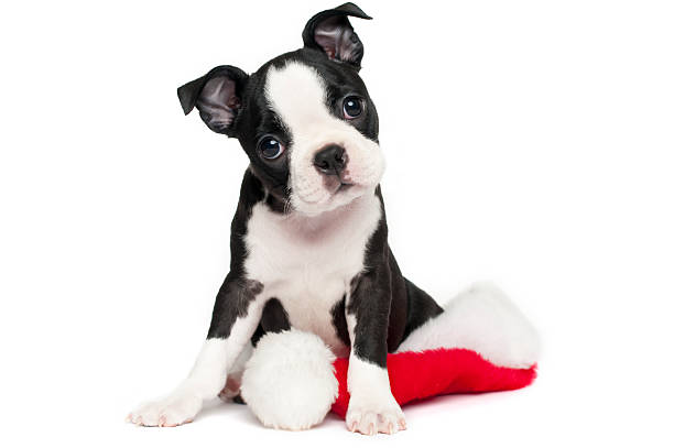 Boston Terrier Puppy on white with a Christmas hat