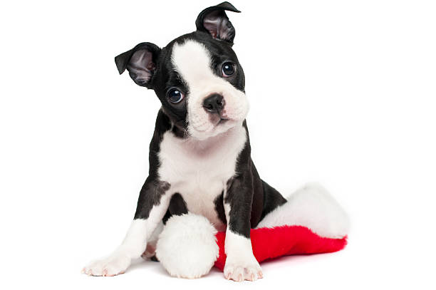 Boston terrier puppy posing with its head tilting stock photo
