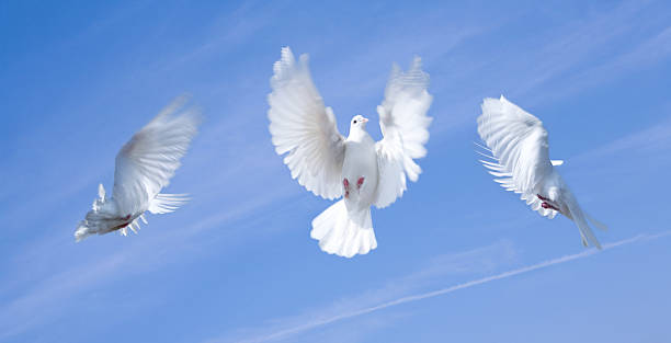 istock Dance of small pigeons 93138072