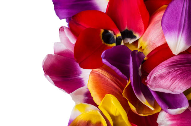 istock Background of  petals tulips 931381652