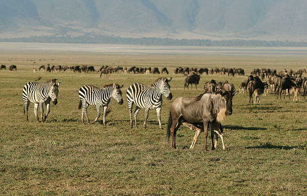 istock Zebras and Herd of Wildebees 93138202