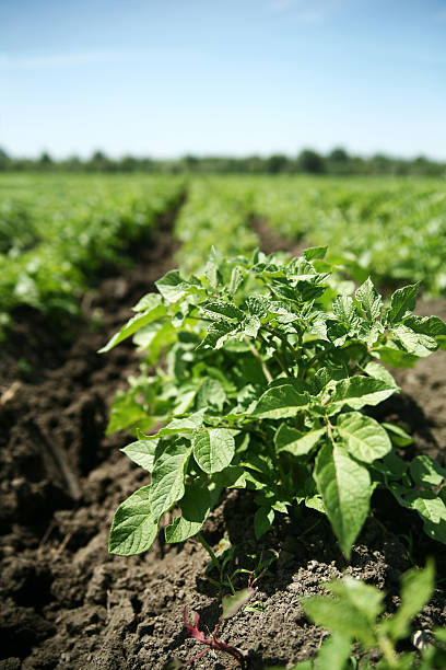 Closeup of potato plant growing in field stock photo