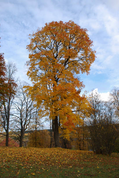 istock One tree with yellow leaves on the mountain, blue sky background. 931382892