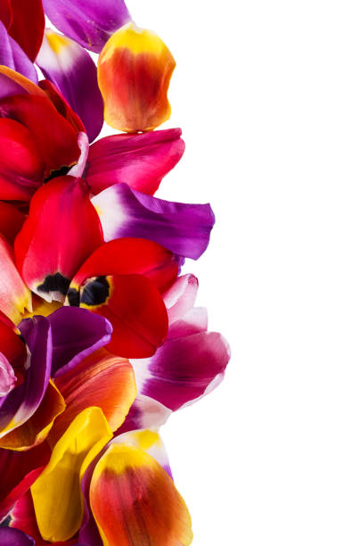 istock Background of  petals tulips 931383748
