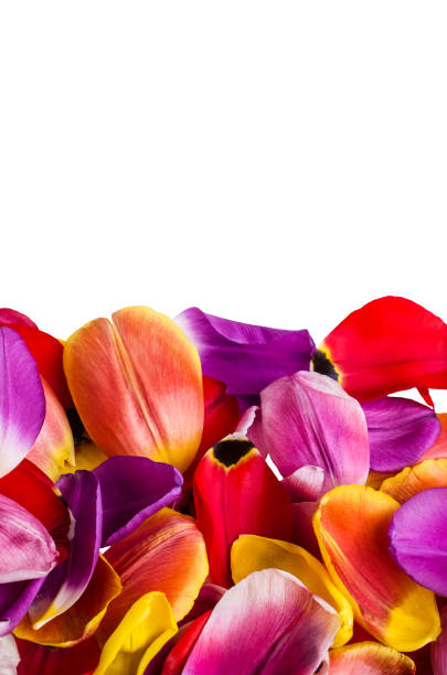 istock Background of  petals tulips 931383968
