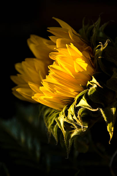 Nasłonecznionych Słonecznik i liści na ciemnym tle – zdjęcie