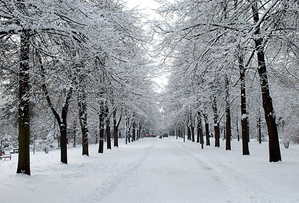istock winter alley in the woods 93138674