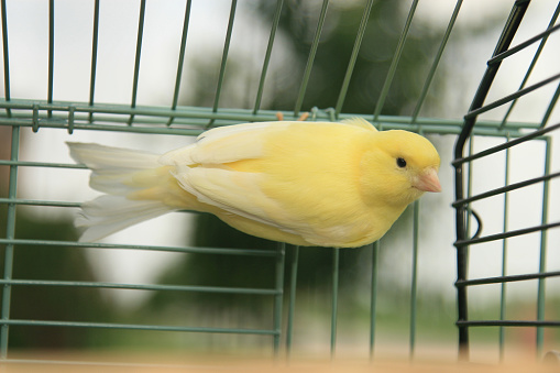 In the photo, there is a small yellow canary perched on top of a roof.