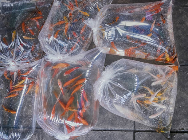 istock Aquarium fish displayed in plastic bags for sale 931390040